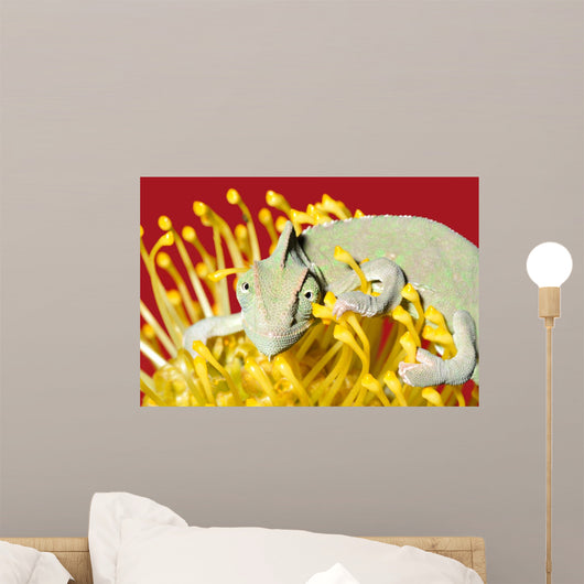 Chameleon