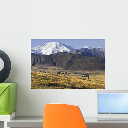 Caribou graze Wall Mural