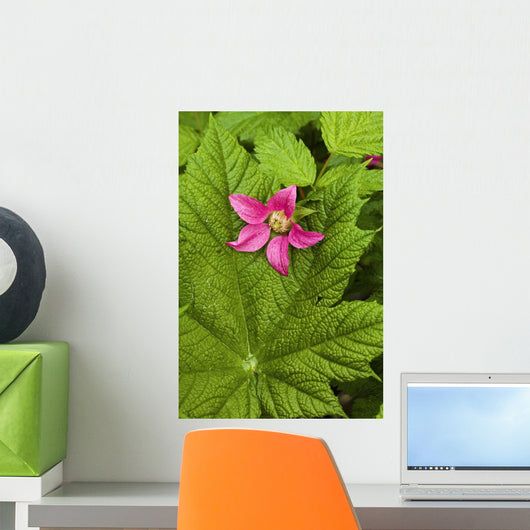 Pink Salmon Berry Flower Resting On Devils Club Leaf Cordova Alaska Wall Mural