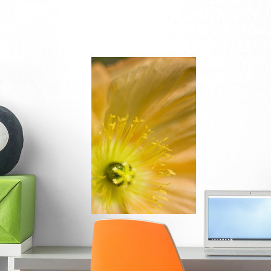 Macro Of Inside An Icelandic Poppy During Summer Wall Mural