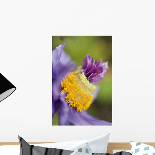 Close-Up Of A Himalayan Poppy Growing Wall Mural