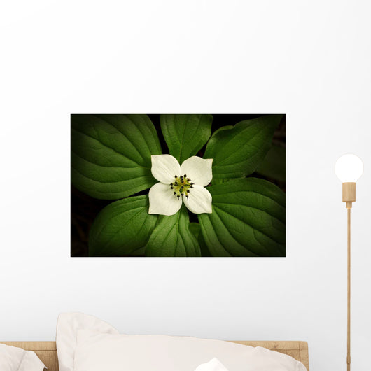 Close-Up Dwarf Dogwood Flower In Full Bloom, Alaska Wall Mural