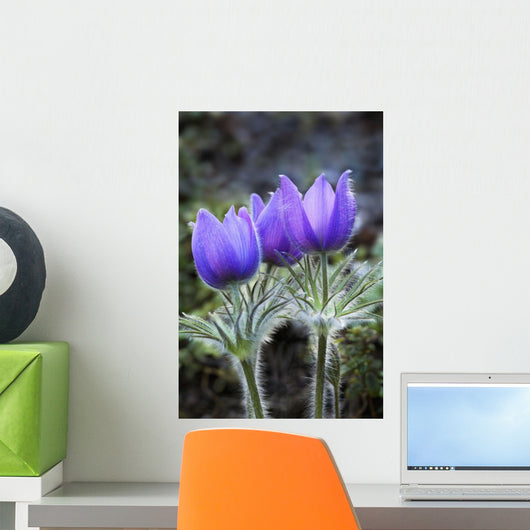 Close Up Of Pasque Flowers Near Tok River State Campground, Alaska Wall Mural