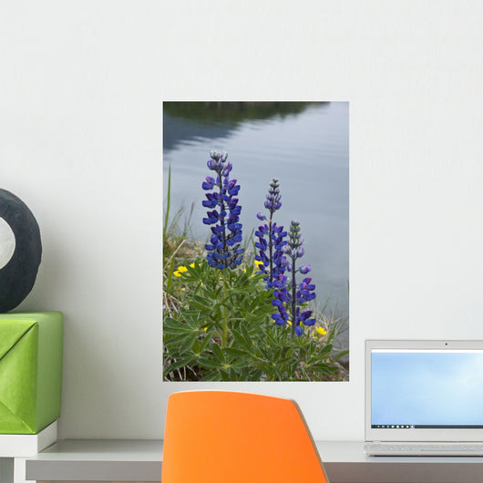 Lupine Flowers, Southwest Alaska, Summer Wall Mural