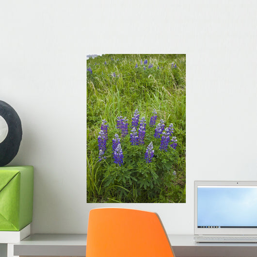 Lupine Flowers, Southwest Alaska, Summer Wall Mural