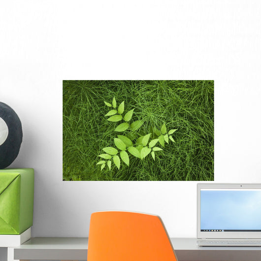 Overhead Perspective Of A Watermelon Berry Plant And Horsetail Grass Wall Mural