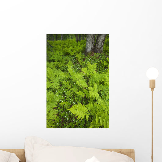 Wood Ferns And Bunch Berry Wall Mural