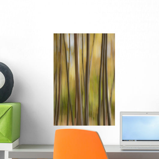 Abstract Of Birch Trees And Fall Colors, Alaska Wall Mural