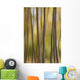 Abstract Of Birch Trees And Fall Colors, Alaska Wall Mural