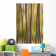 Abstract Of Birch Trees And Fall Colors, Alaska Wall Mural