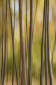 Abstract Of Birch Trees And Fall Colors, Alaska Wall Mural