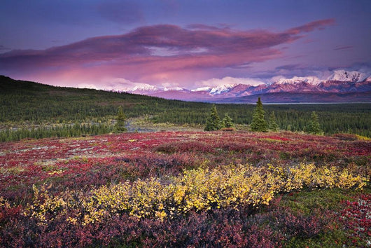 Scenic View Of Alpine Tundra With Alaska Range Wall Mural