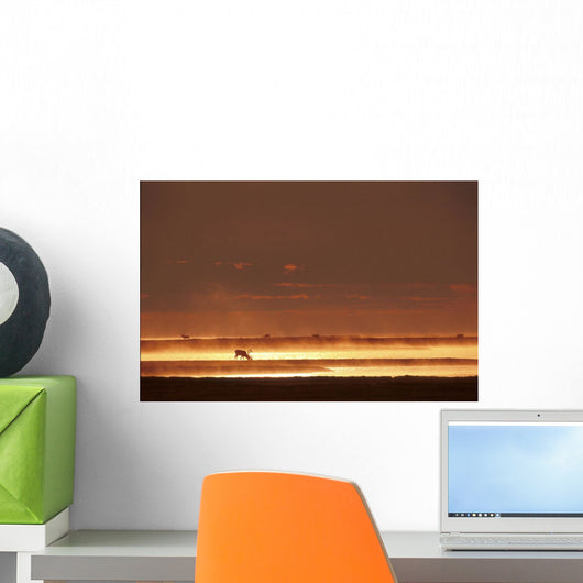Caribou On Tundra Rising Fog Sunset Summer Arctic Alaska Wall Mural