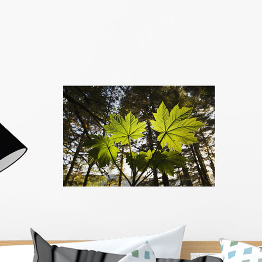 Backlit Devil's Club In The Tongass National Forest Near Juneau Alaska Wall Mural