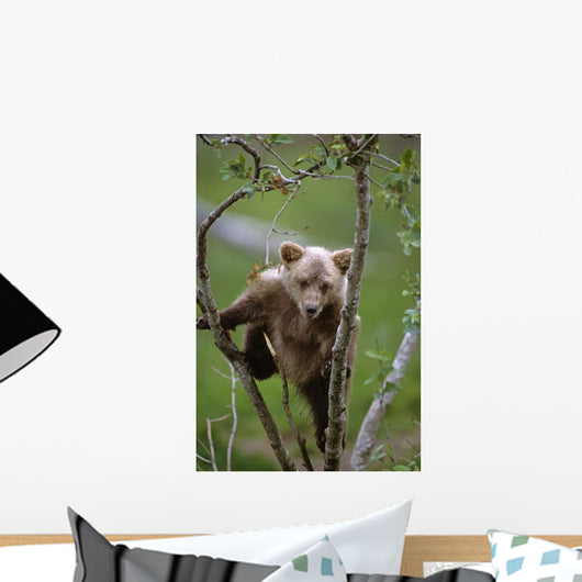 Young Grizzly Bear Cub Climbing Wall Mural