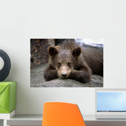 Grizzly Bear Cub Laying Wall Mural