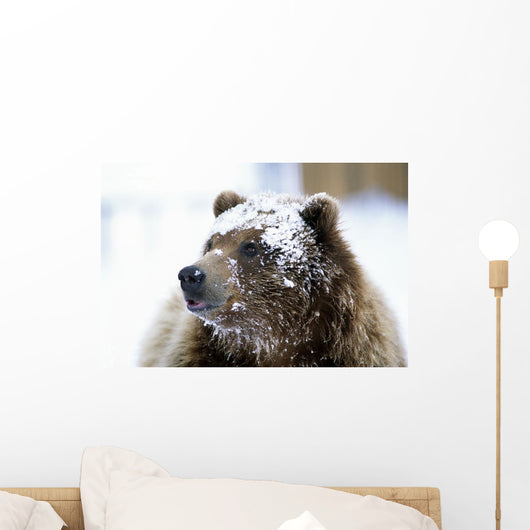 Grizzly Bear Standing With Face Covered In Snow Wall Mural