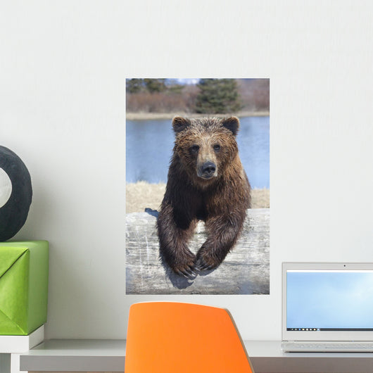 Captive Female Brown Bear At The Alaska Wildlife Conservation Center Wall Mural