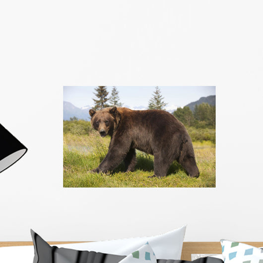 Captive Adult Grizzly Bear Stands In Profile And Looks Over Shoulder Wall Mural