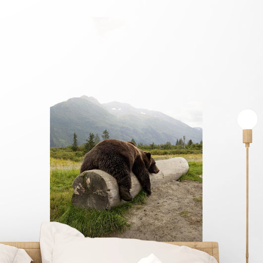 Captive Adult Brown Bear Rests On A Log Wall Mural