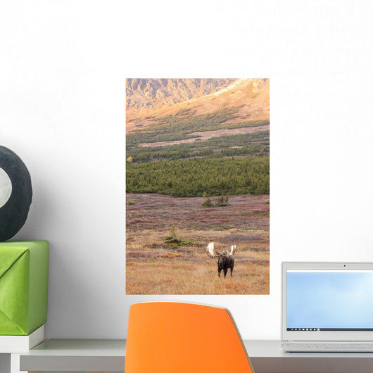 Large Bull Moose Standing Wall Mural