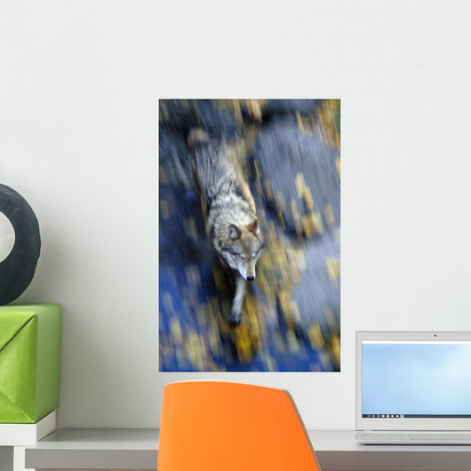 Overhead View Of A Wolf Running With Motion Blur During Autumn Wall Mural