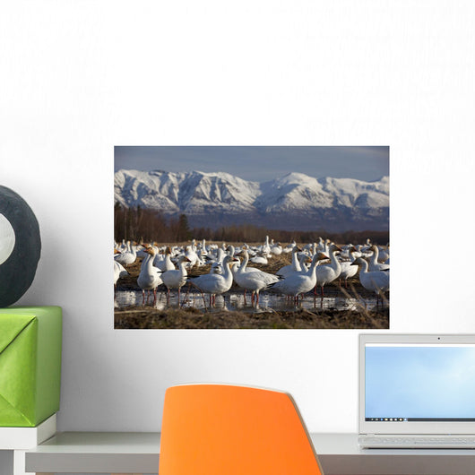 Flock Of Snow Geese Drinking From A Pond Wall Mural