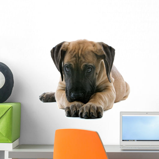 puppy of a great dane lying on the floor Wall Decal