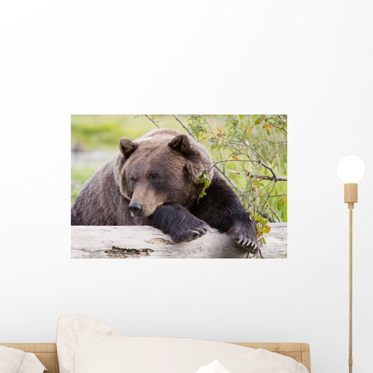 A Female Brown Bear Lays Draped Over A Log Wall Mural