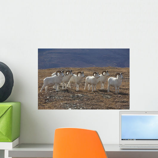 A Band Of Dall Sheep Rams In A High Mountain Meadow Wall Mural
