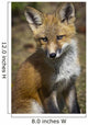 A Red Fox Kit Looks At Camera From Wall Mural