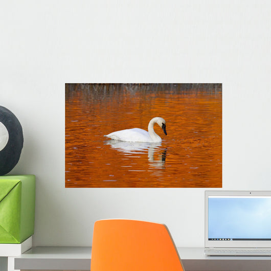 Trumpeter Swan In The Sunset Lit Water Of Potter Marsh Wall Mural