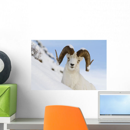 Close Up Of A Full-Curl Ram Dall Sheep Standing On A Steep Slope Wall Mural