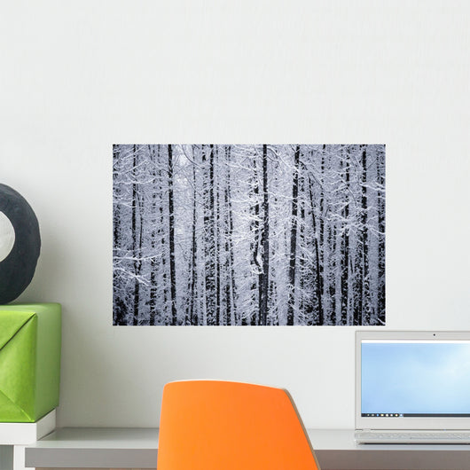 Snowcovered Cottonwood Trees Girdwood Southcentral Alaska Winter Wall Mural