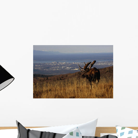 Bull Moose Grazing & Resting Wall Mural