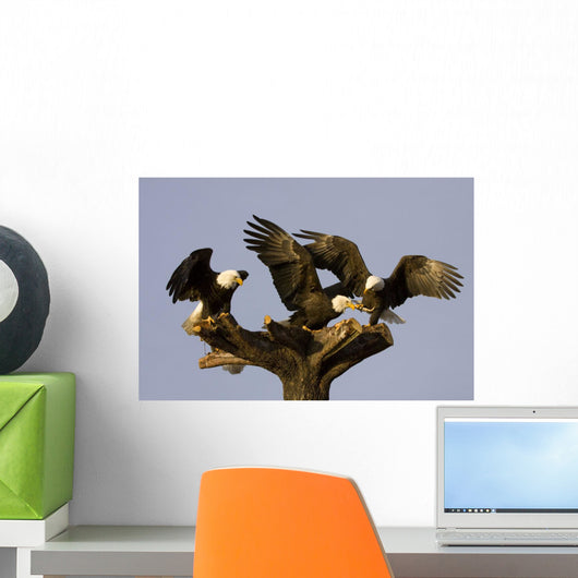 Group Of Perched Bald Eagles Fighting Over Fish Wall Mural
