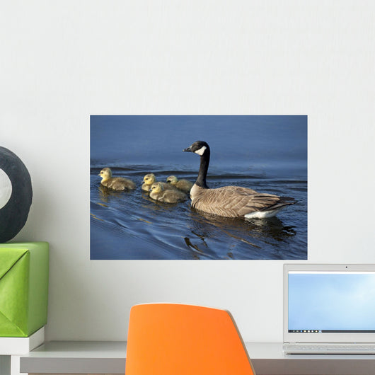 Adult Canada Goose Swimming With Four Newborn Gosling Chicks Wall Mural