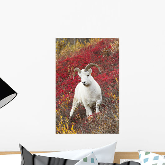 A Dall Sheep Ram Stands Wall Mural