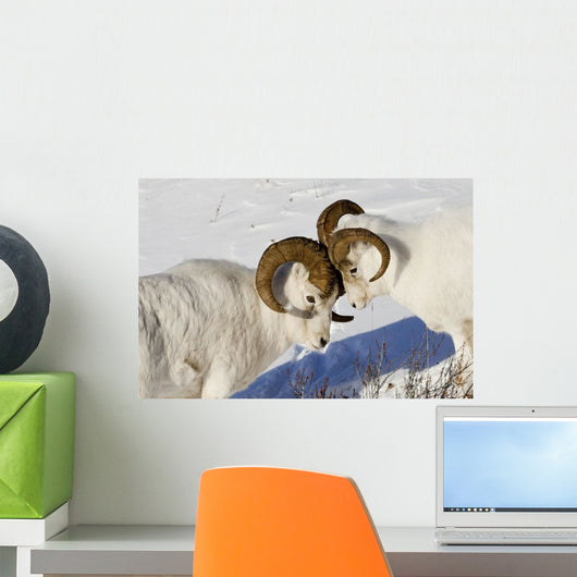 Two Ram Dall Sheep But Heads Wall Mural
