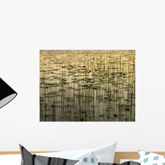 Lilies On Deadman Lake @ Sunset Tetlin Nwr Sc Ak Summer Wall Mural