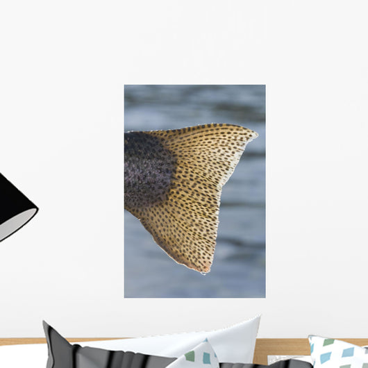 Close Up Of The Tail Of A Rainbow Trout Backlit By Sunshine Wall Mural