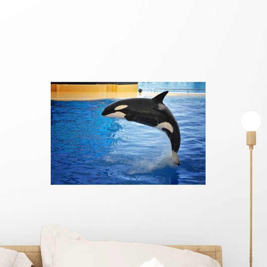 Orca Whale