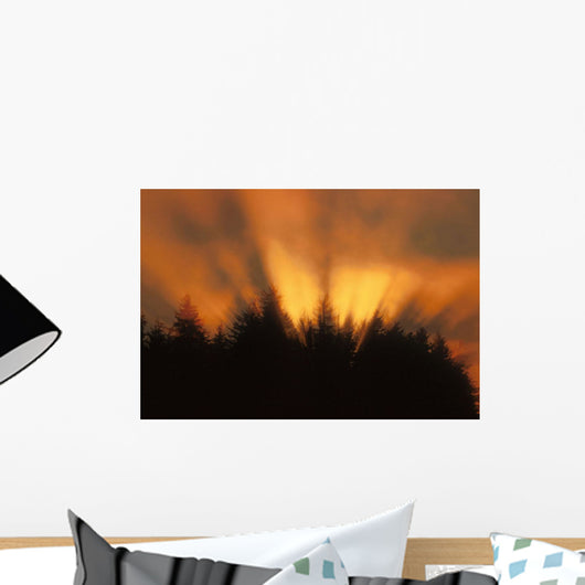 Sunrise Fog Trees Tongass Natl Forest Juneau Southeast Alaska Orange Wall Mural