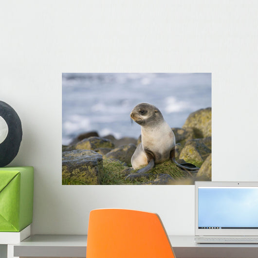 Portrait Of A Juvenile Northern Fur Seal Wall Mural