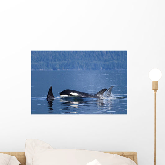 Orca Whales Surface In Lynn Canal In Southeast Alaska's Inside Passage Wall Mural