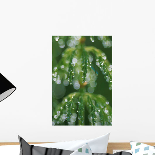 Close-Up Horsetail With Dew Drops Dawn Southcentral Ak/Nsummer Wall Mural