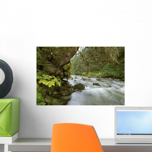 Small River Flowing Through The Old Growth Forest Wall Mural