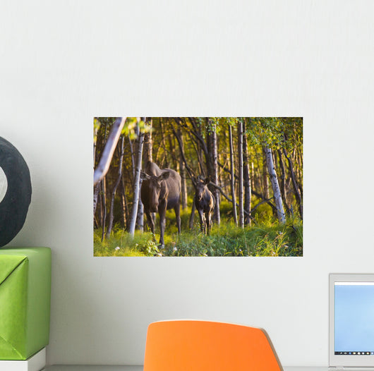 Cow And Calf Moose In Birch Forest Wall Mural