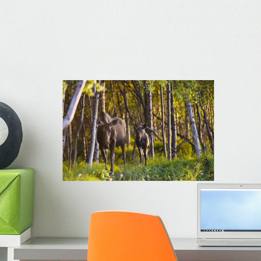 Cow And Calf Moose In Birch Forest Wall Mural