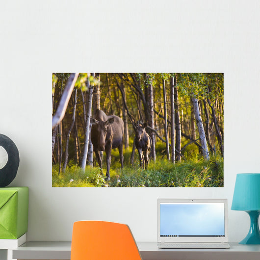 Cow And Calf Moose In Birch Forest Wall Mural